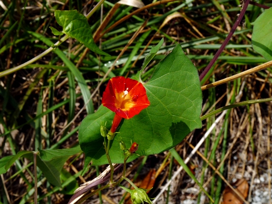 {Ipomoea coccinea}